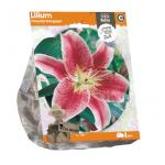Baltus Lelie Lilium Oriental Stargazer bloembollen per 1 stuks
